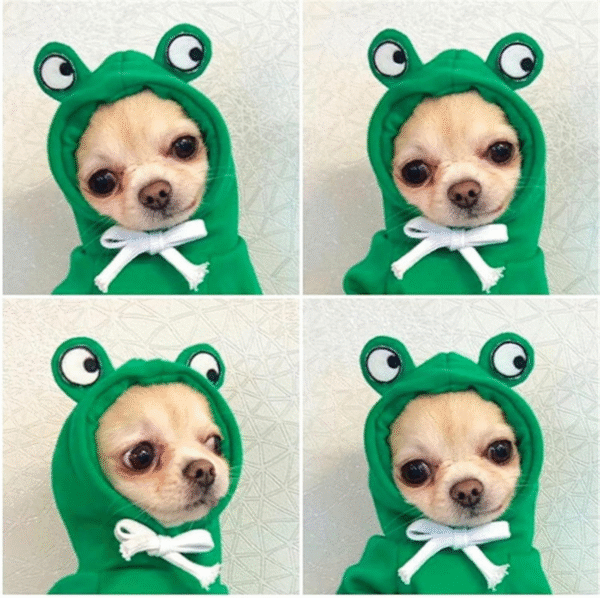 Warm dog winter clothes cute dog coat hoodie pet dog clothes green frog pet clothes are suitable for French bulldog Chihuahua Pompeii Bear (green, XS 1.1 lb-3.3 lb  S 3.3lb-5.5lb)